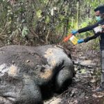 Gajah Sumatera dibunuh di Riau