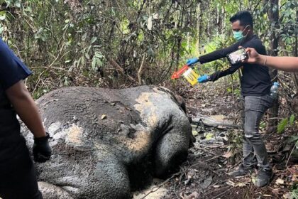 Gajah Sumatera dibunuh di Riau