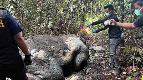 Gajah Sumatera dibunuh di Riau